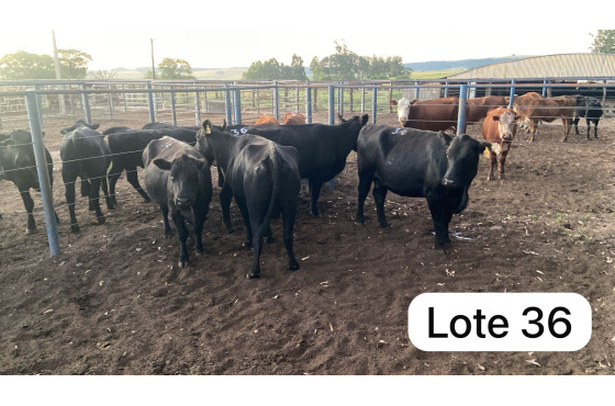 foto do lote 