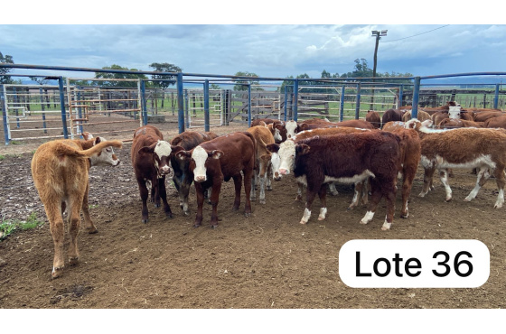 foto do lote 