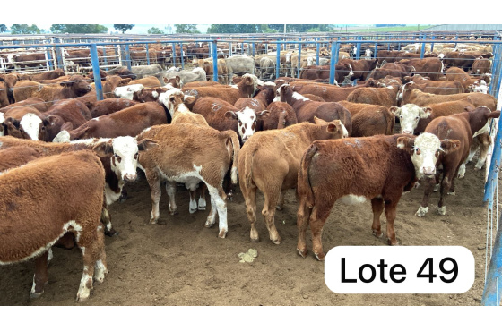 foto do lote 