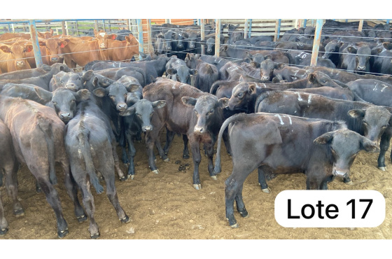 foto do lote 