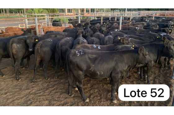 foto do lote 
