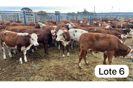 foto do lote 