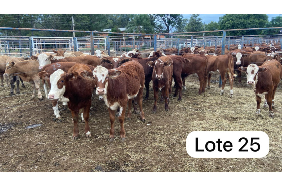 foto do lote 