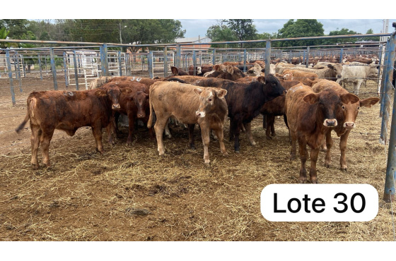 foto do lote 