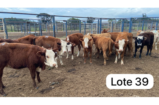 foto do lote 