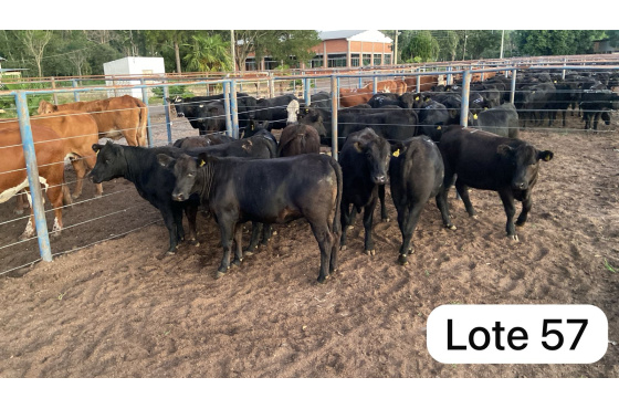 foto do lote 