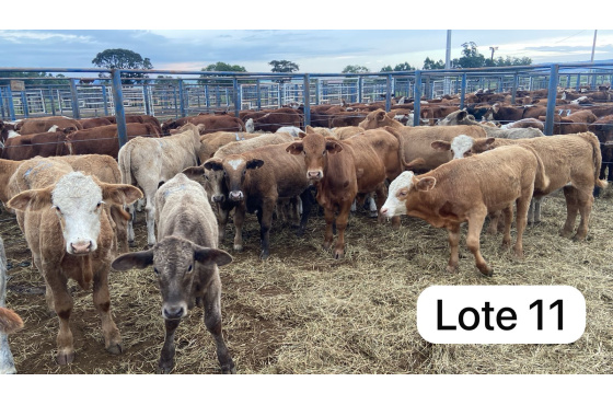 foto do lote 