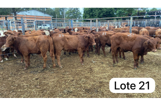 foto do lote 