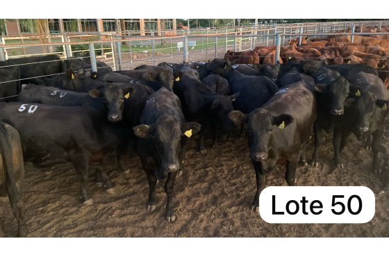foto do lote 