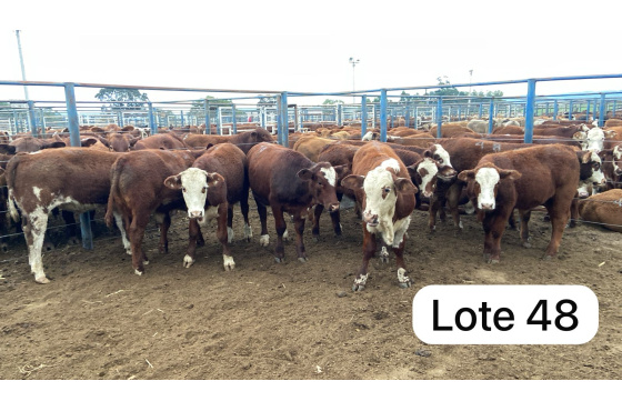 foto do lote 
