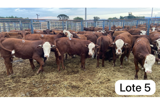 foto do lote 