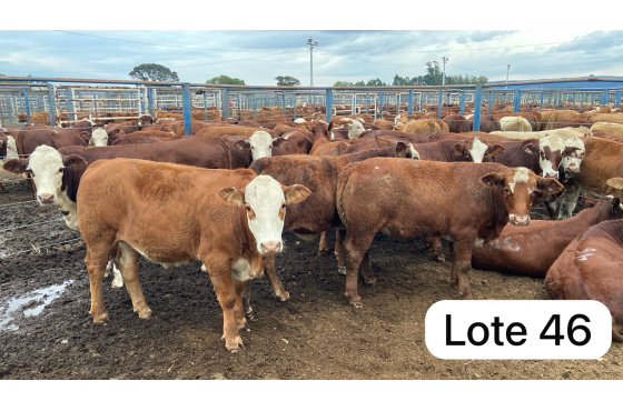 foto do lote 