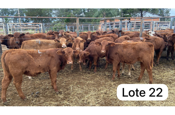 foto do lote 
