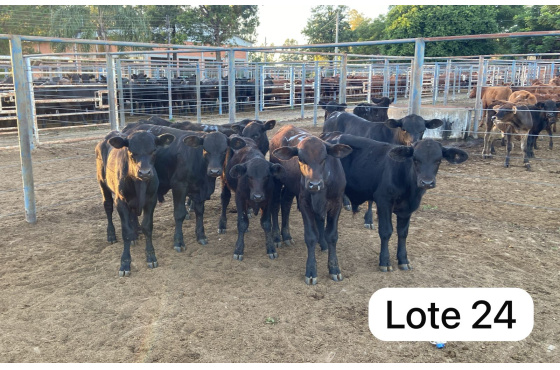 foto do lote 