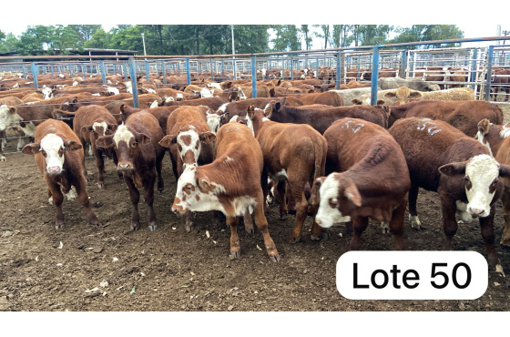 foto do lote 