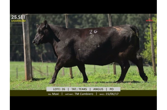 foto do lote 