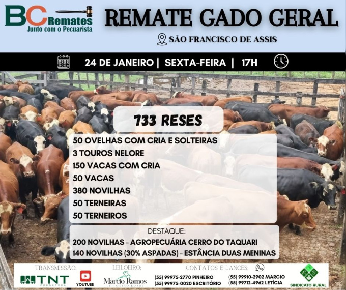 Remate Gado Geral